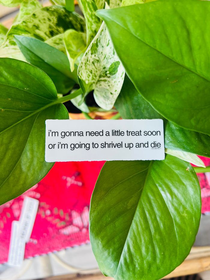 Need a Little Treat Sticker