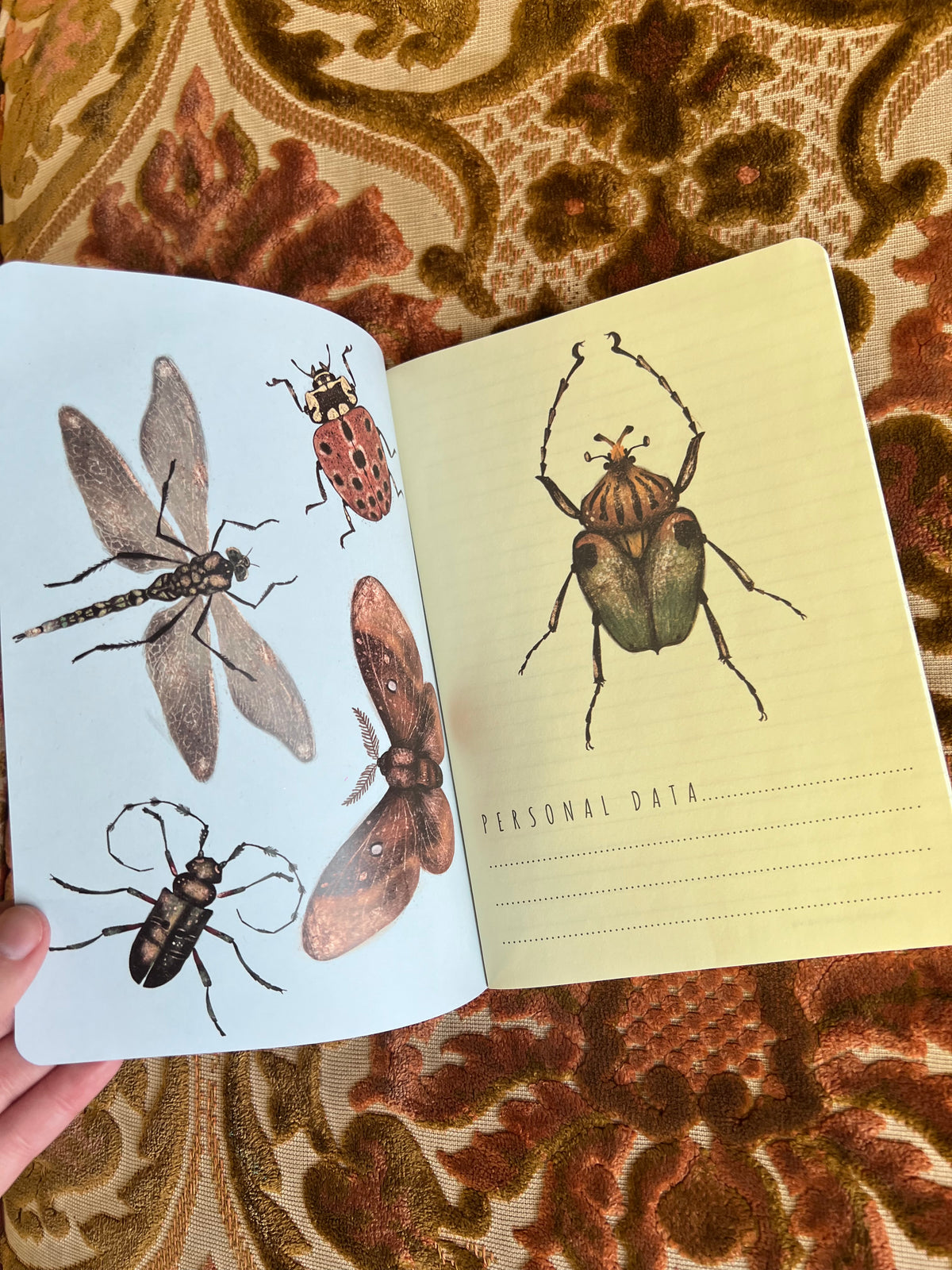 A5 Soft Cover Entomology Beetles Notebook